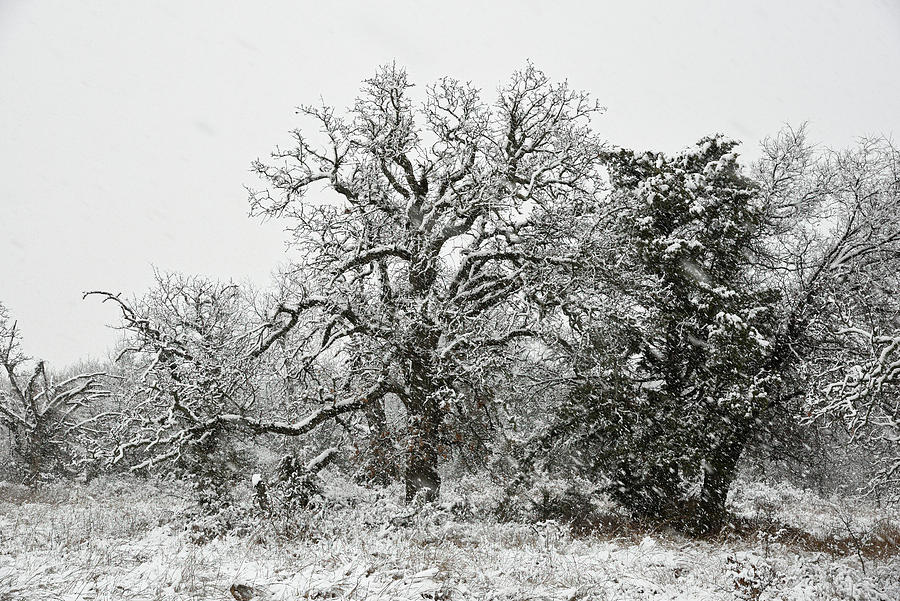 Snowy Oaks, Wichita Mountains Photograph by Cindy McIntyre
