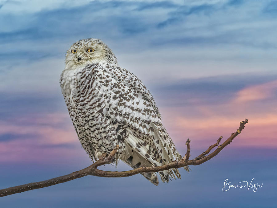 Owl Photograph - Snowy on a Branch by Barbara Vietzke