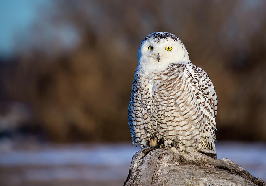 Snowy on a Perch Photograph by Dave Cleaveland - Fine Art America