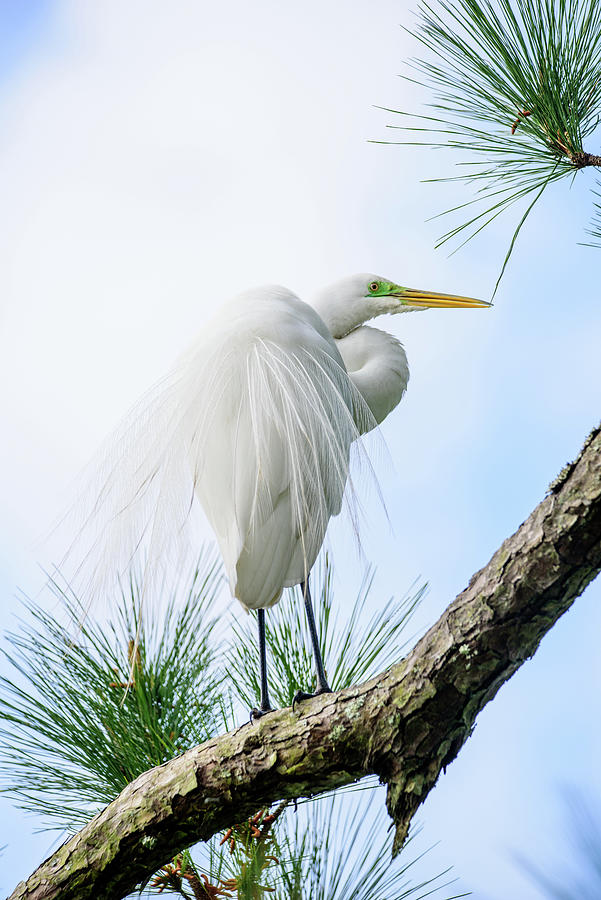Egret on the Pine Photograph by Colin Hocking