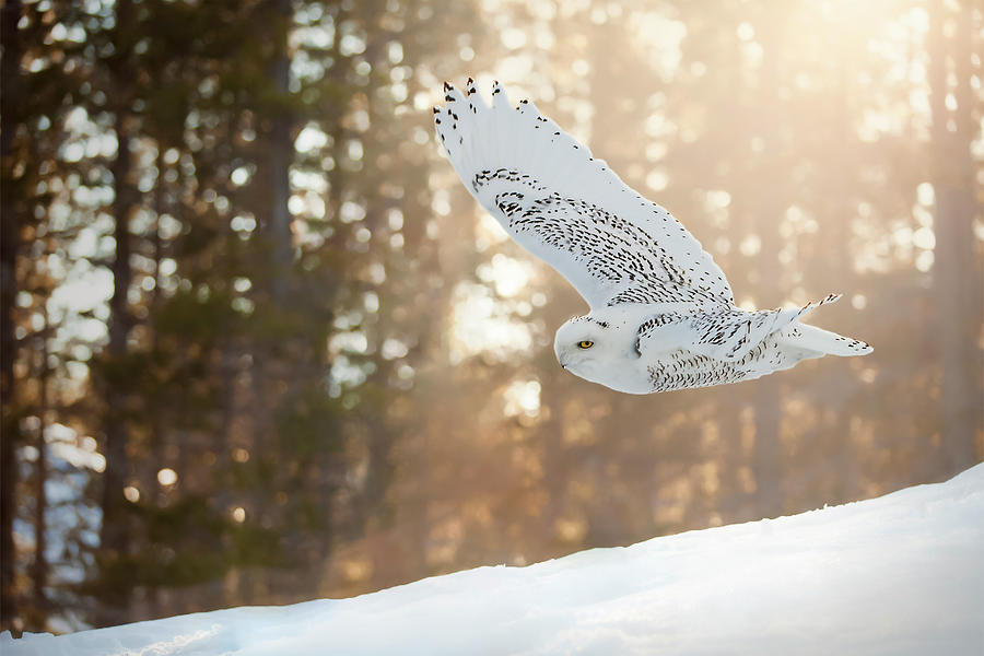 Snowy Owl #2 Photograph by Patti Deters