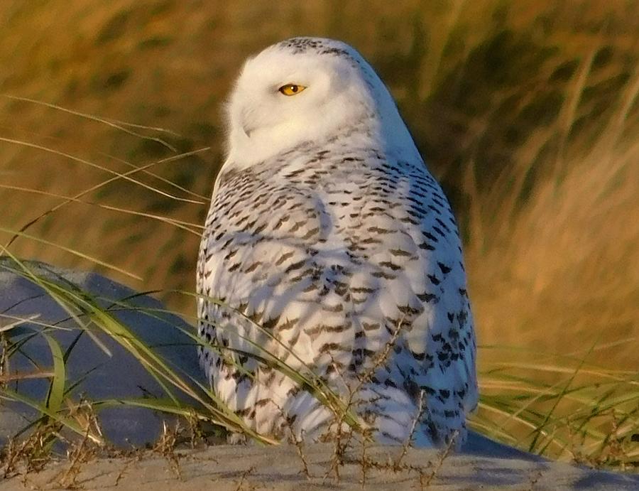 - Snowy Owl 2 Photograph by THERESA Nye