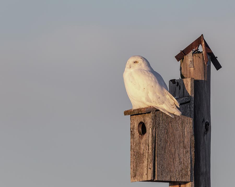 Snowy Owl 2019-10 Photograph by Thomas Young