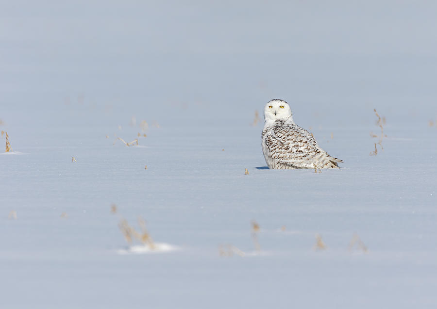 Snowy Owl 2019-11 Photograph by Thomas Young