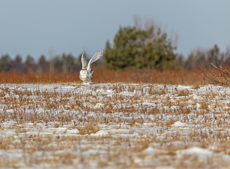 Snowy Owl 2019-7 Photograph by Thomas Young