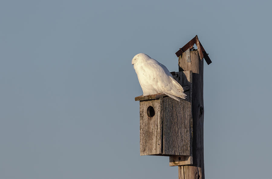 Snowy Owl 2019-8 Photograph by Thomas Young