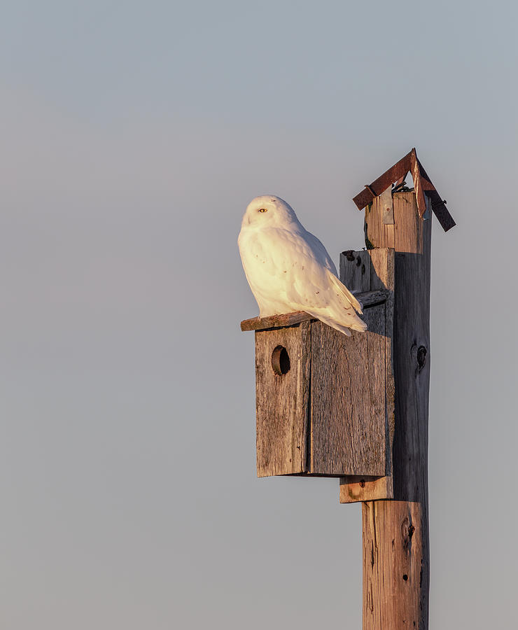 Snowy Owl 2019-9 Photograph by Thomas Young