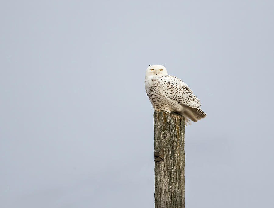Snowy Owl 2021-1 Photograph by Thomas Young