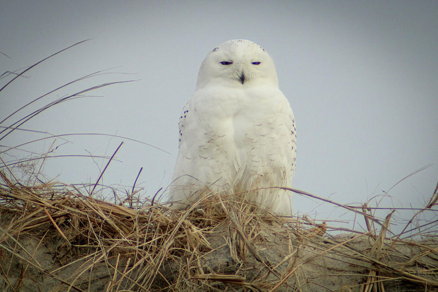 Winter Photograph - Snowy Owl #3 by Nadia Asfar