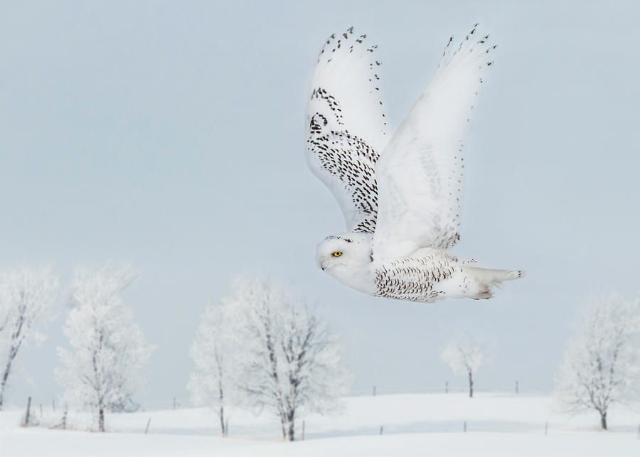 Snowy Owl #3 Photograph by Patti Deters