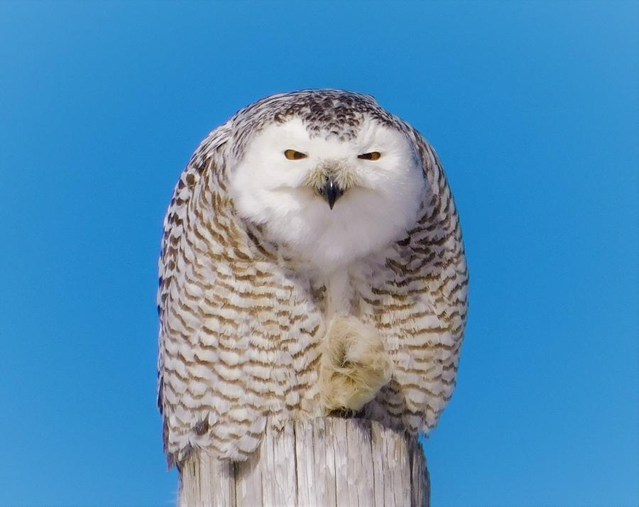 - Snowy Owl 5 Photograph by THERESA Nye