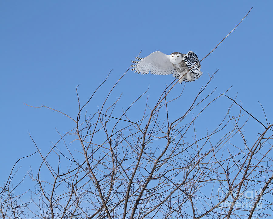 Snowy owl above the trees Photograph by Heather King