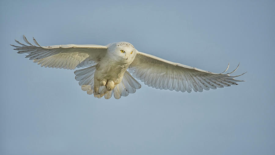 Snowy Owl Against Blue Sky Photograph by CR Courson