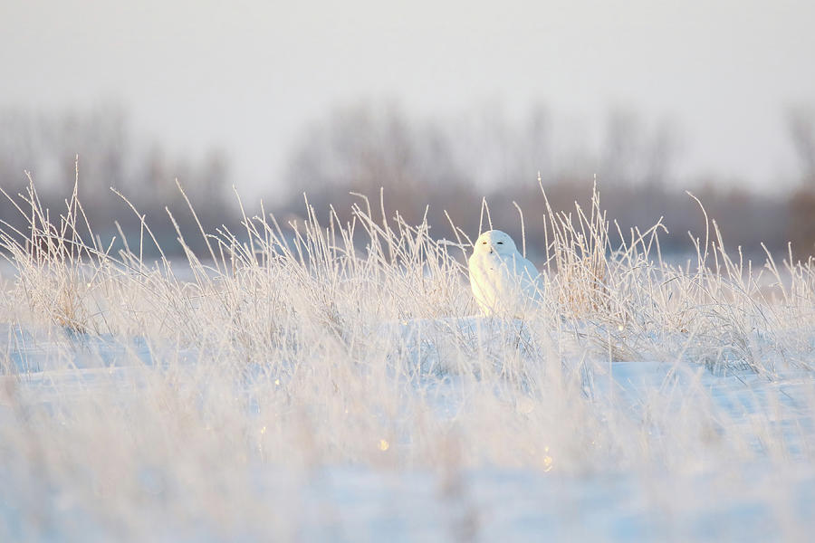 Snowy Owl and Hoarfrost Photograph by Brook Burling