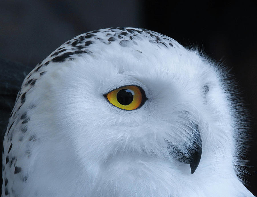 Snowy owl Photograph by Anita Gendt van - Fine Art America