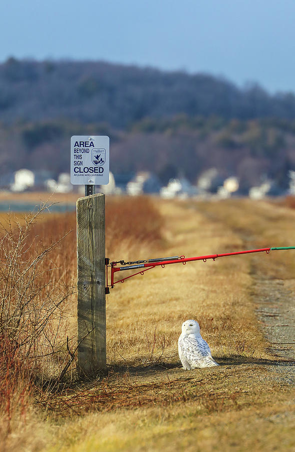 Snowy Owl at Parker River National Wildlife Refuge Photograph by Juergen Roth
