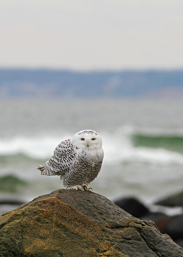 Snowy Owl at Parker River National Wildlife Refuge on  Photograph by Juergen Roth
