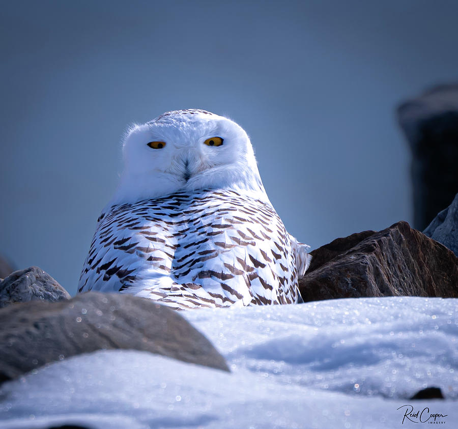 Snowy Owl at Rest Photograph by Reid Cooper - Pixels