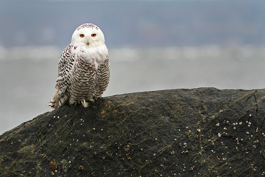 Snowy Owl at Sandy Point State Reservation on Plum Island Photograph by Juergen Roth
