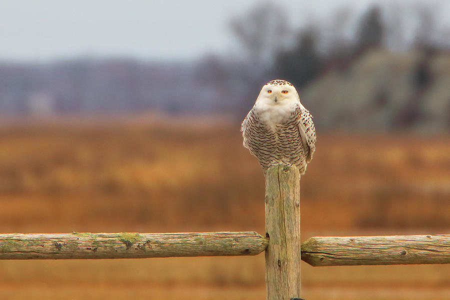 Snowy Owl at the Parker River National Wildlife Refuge on Plum Island Photograph by Juergen Roth