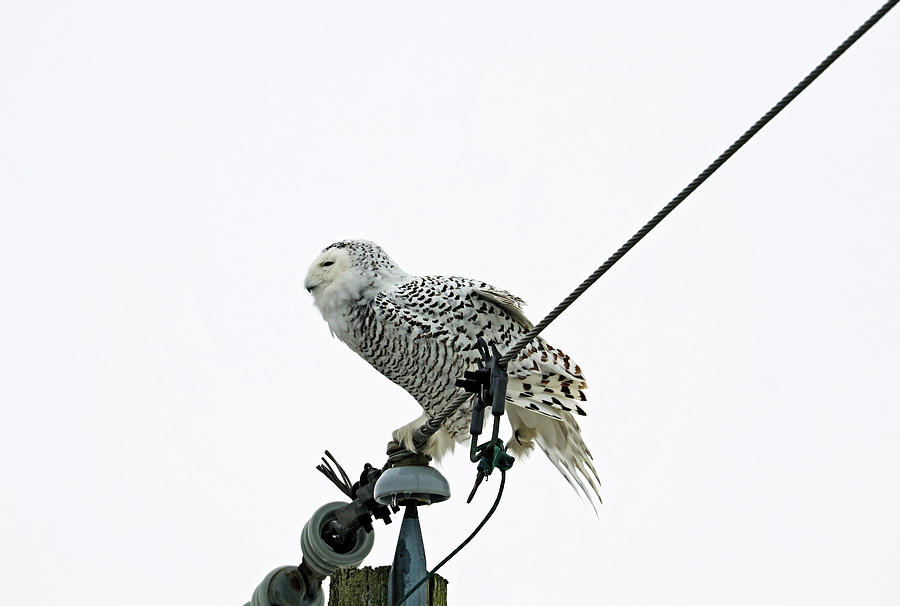 Snowy Owl Balancing Act Photograph by Debbie Oppermann
