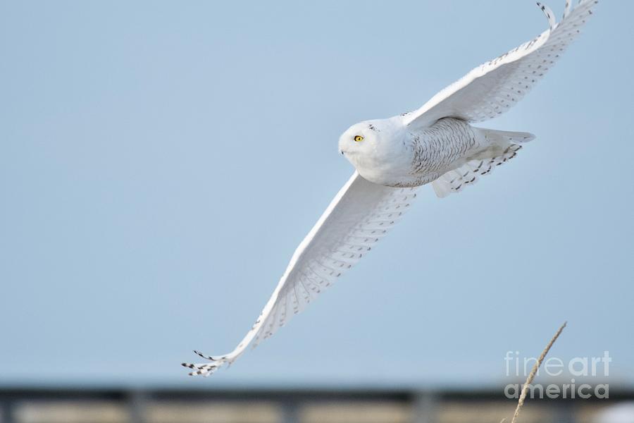 Snowy Owl Banking in Flight Photograph by Mary McAvoy