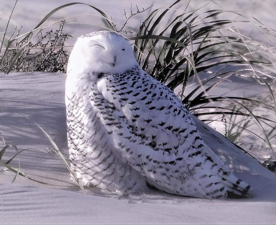 - Snowy Owl - Black and White Photograph by THERESA Nye