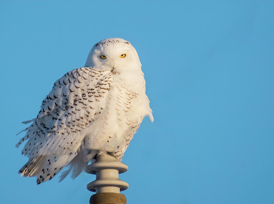 Snowy Owl Blue Sky Photograph by Patti Deters
