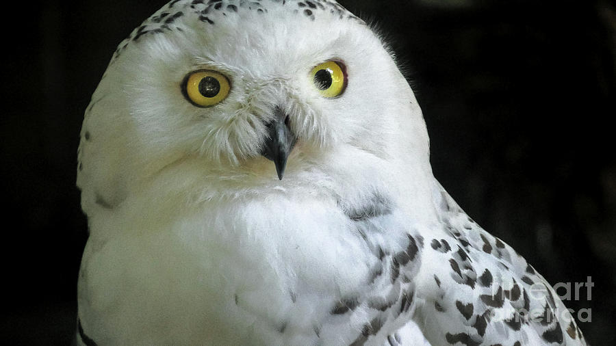 Snowy owl close up Photograph by Benny Marty - Fine Art America