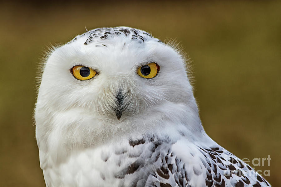 Snowy Owl Close Up Photograph by Teresa Jack