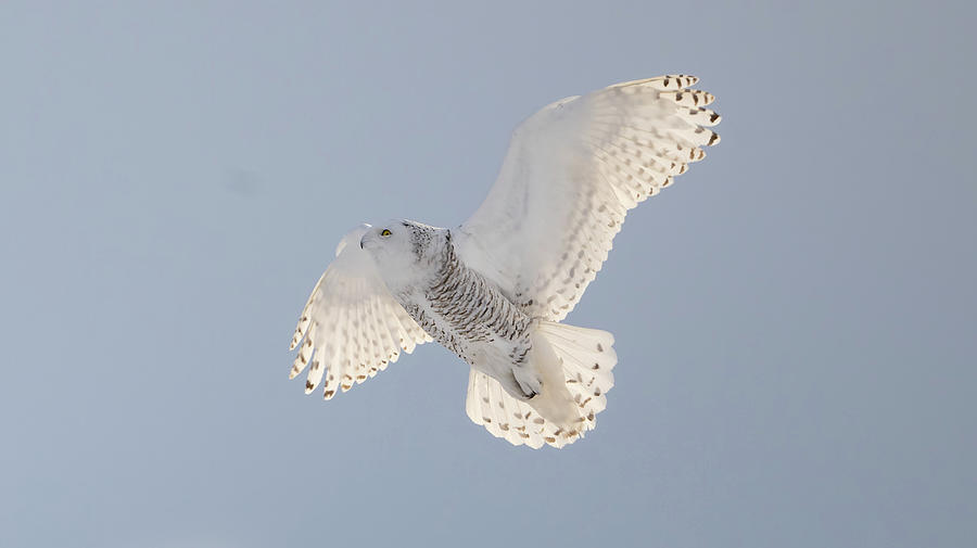 Snowy Owl in Flight Photograph by Julie Barrick