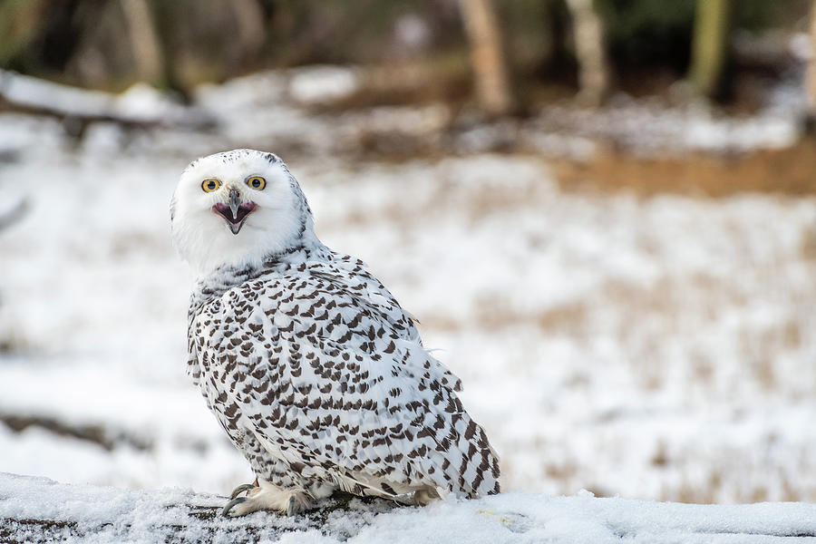 Snowy Owl Photograph by Constance Puttkemery