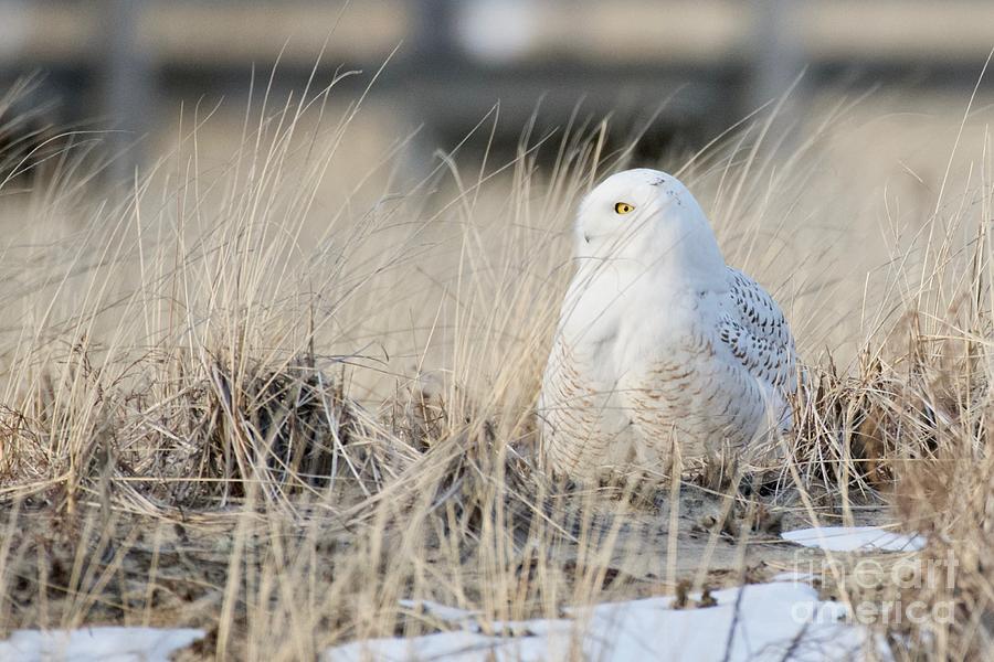 Snowy Owl Content In Sand Dunes Photograph by Mary McAvoy
