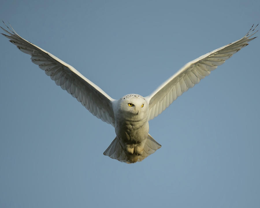 Snowy Owl Photograph by CR Courson