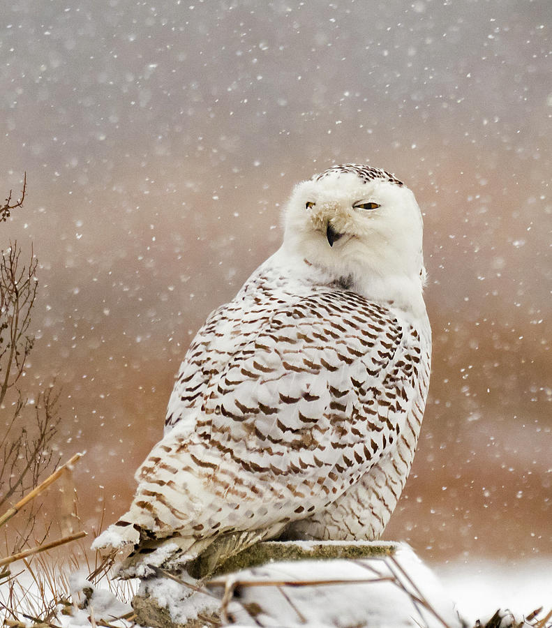 Snowy Owl Photograph by Denise Saldana