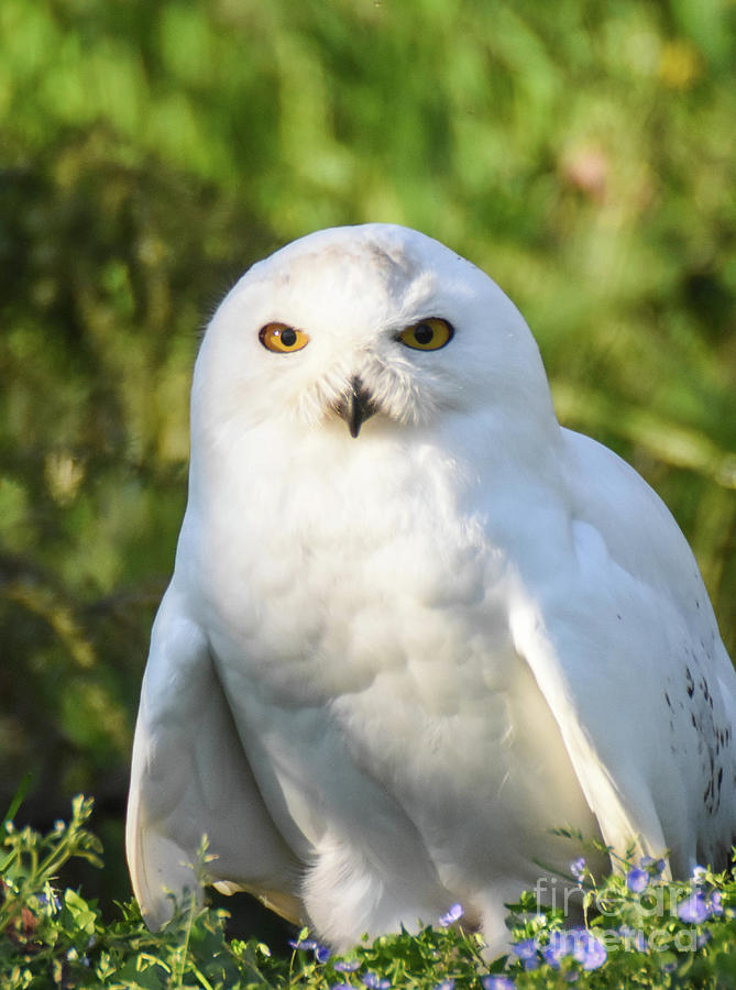 Snowy Owl Photograph by Ed Stokes