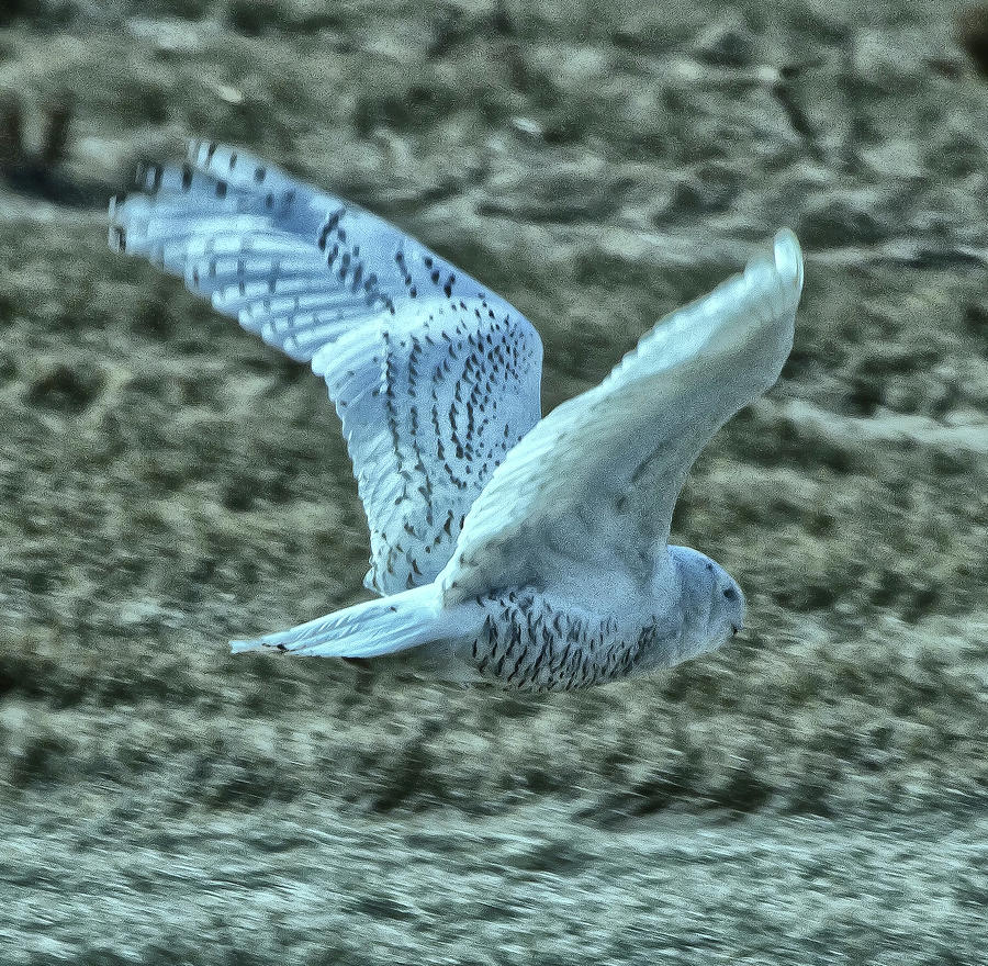 Snowy Owl Flight 1 Photograph by Constantine Gregory