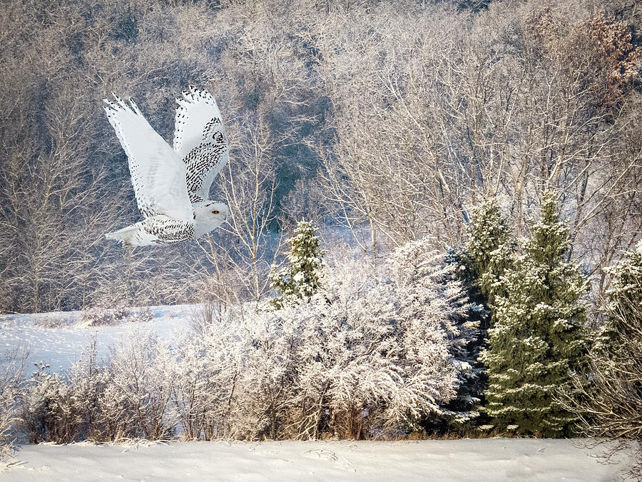 Winter Photograph - Snowy Owl Flight by Patti Deters