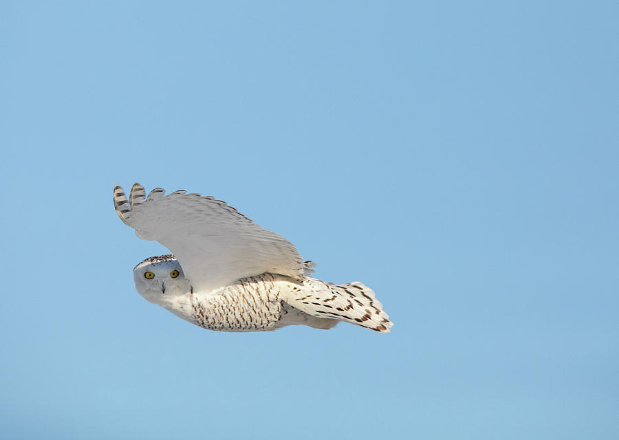 Snowy Owl Fly By Photograph by Peter De Gannes - Fine Art America