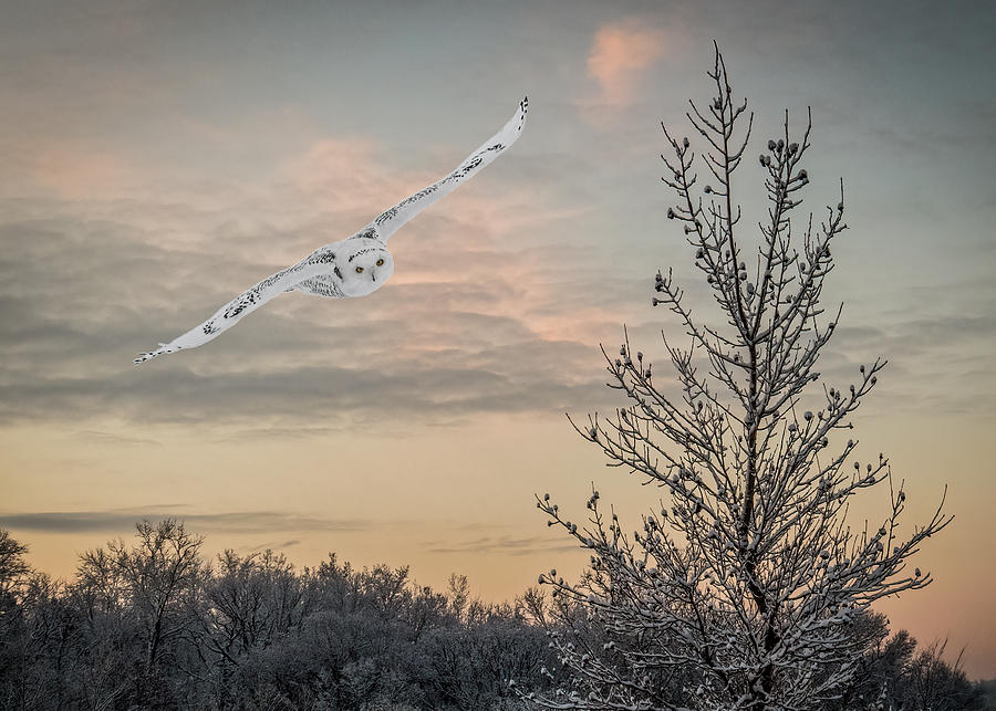 Winter Photograph - Snowy Owl Glide by Patti Deters