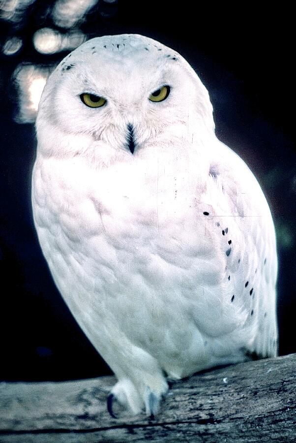 Snowy Owl Photograph by Gordon James