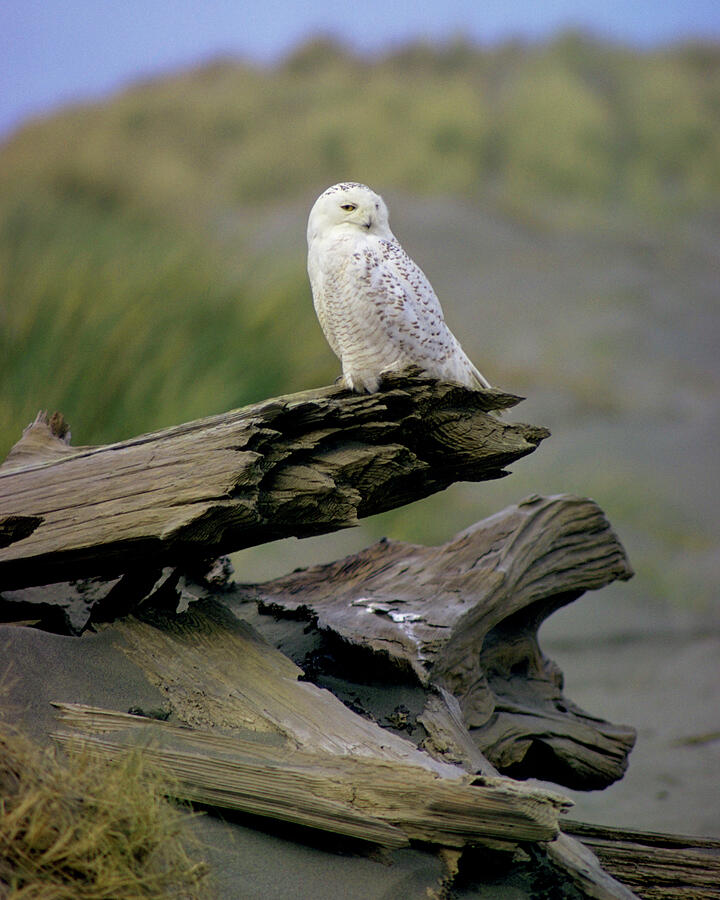 Wildlife Photograph - Snowy Owl, Humboldt County California by Doug Herr