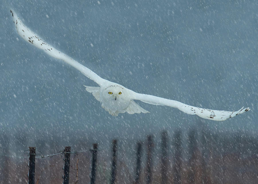 Snowy Owl In a Snowstorm Photograph by CR Courson