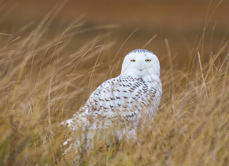 Snowy Owl in Cape Cod Marsh Photograph by Sarah E Devlin