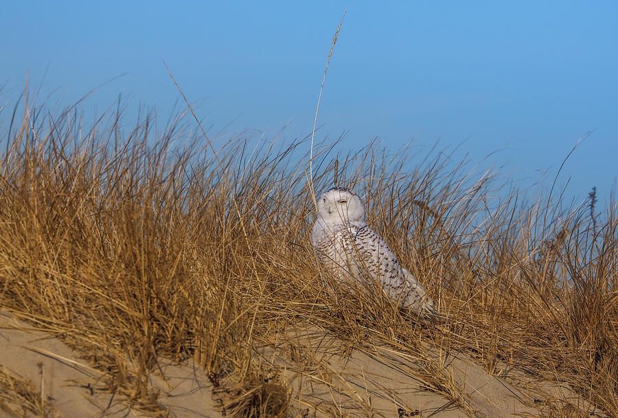 Snowy Owl in Dunes at the Duxbury Beach Reservation Photograph by Juergen Roth