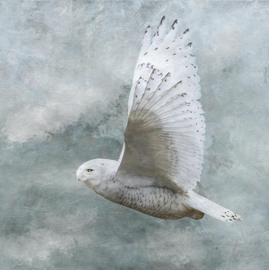 Snowy Owl in Flight Photograph by Angie Vogel