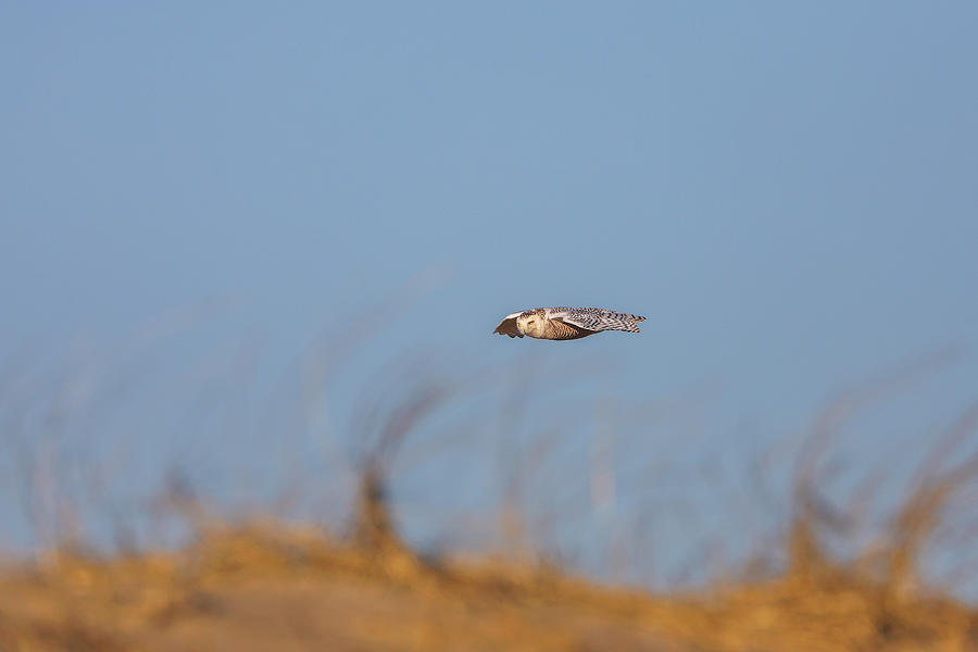 Snowy Owl in Flight at Duxbury Beach Reservation Photograph by Juergen Roth