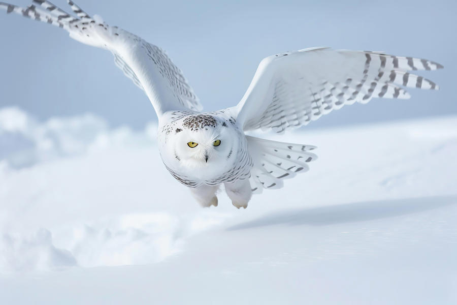 Snowy Owl In Flight Photograph by Athena Mckinzie - Fine Art America