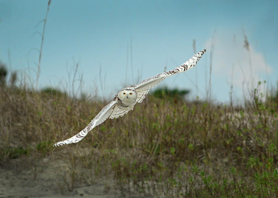 Snowy Owl In Flight Photograph by Cindy McIntyre