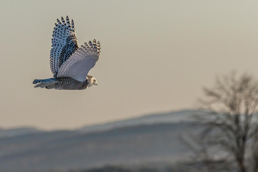 Snowy Owl in Flight Photograph by Colin Chase